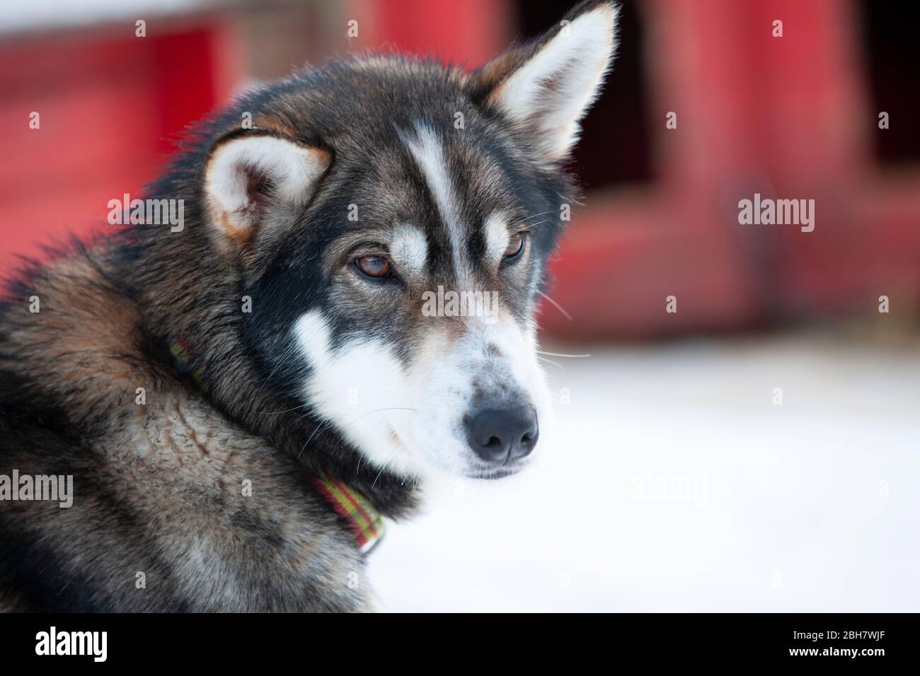 Portrait animal de chiens de traîneau husky dans le nord de la Norvège Banque D'Images