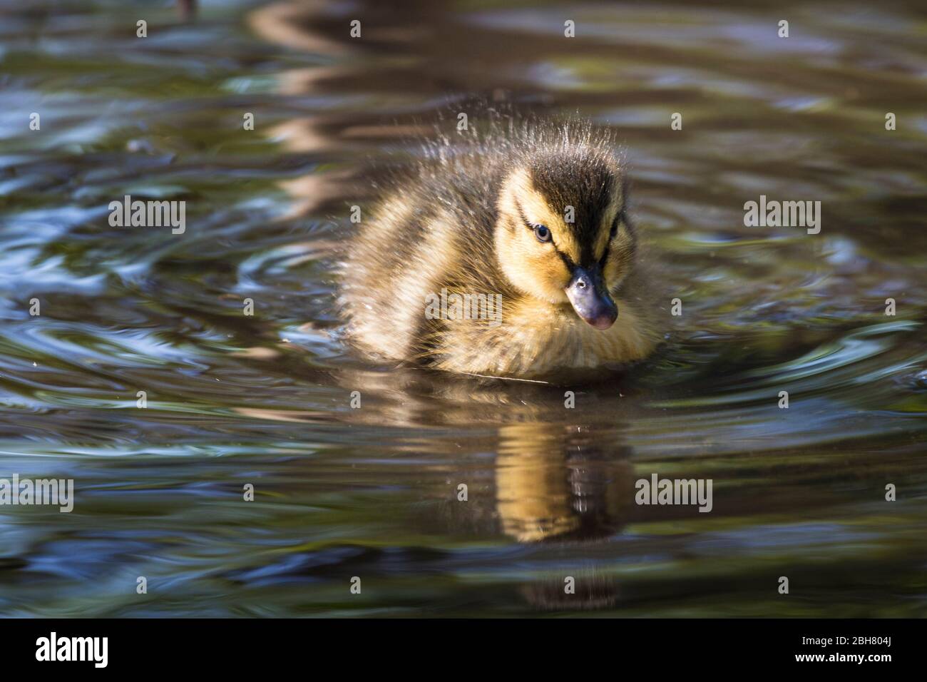 Canard colvert sur l'étang Banque D'Images