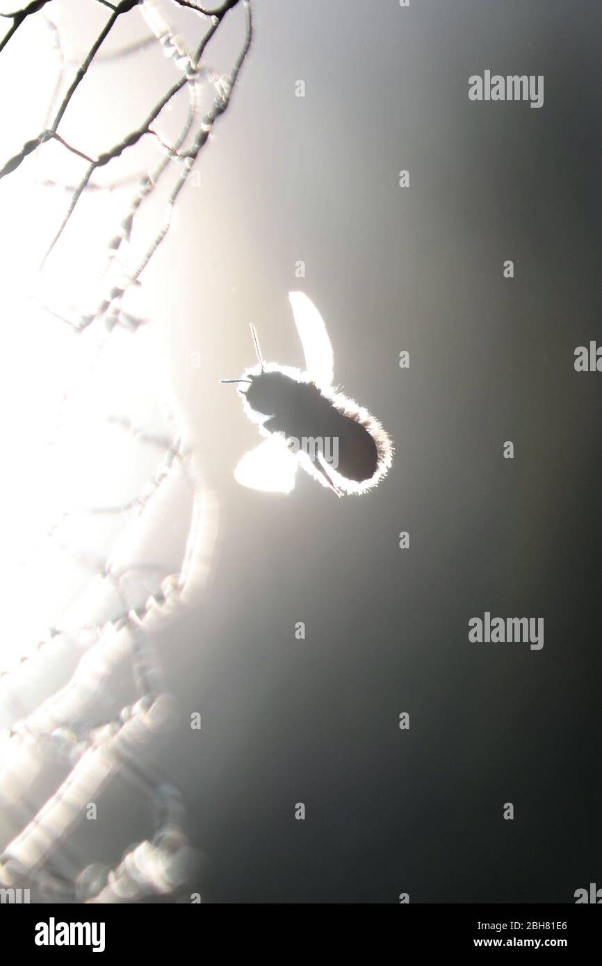 12.04.2020, Berlin, , Allemagne - l'abeille sauvage vole vers un filet contre la lumière. 00S200412D769CAROEX.JPG [VERSION DU MODÈLE : NON APPLICABLE, PROPE Banque D'Images