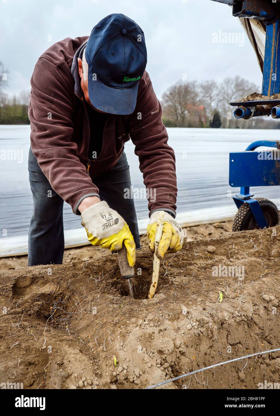 03.04.2020, Herten, Rhénanie-du-Nord-Westphalie, Allemagne - les pickers d'asperges, les travailleurs saisonniers polonais travaillent sur un champ d'asperges pendant la harve d'asperges Banque D'Images