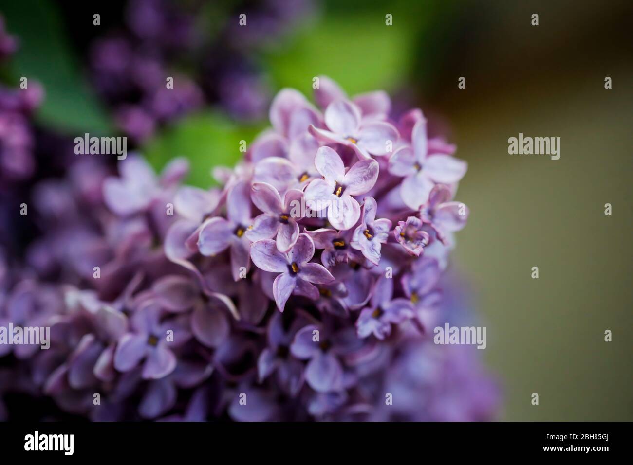 Faible profondeur de champ (mise au point sélective) et image macro avec fleurs de lilas pourpre. Banque D'Images
