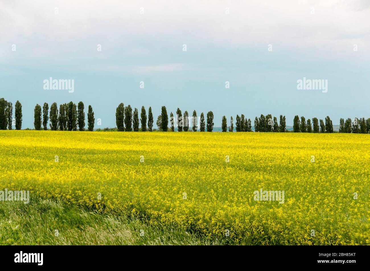 Champs jaunes de canola en Hongrie Banque D'Images