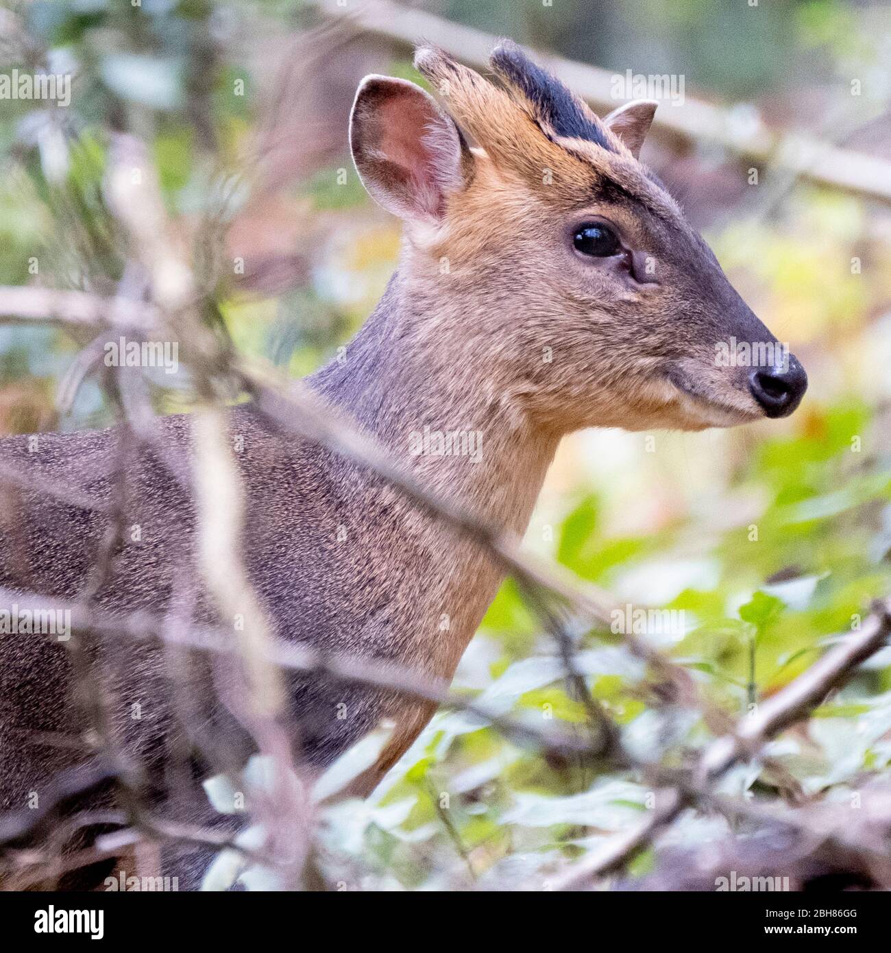 Gros plan sur un muntjac sauvage ou un cerf « riant » qui sont récemment devenus sauvages dans la campagne britannique et sont également cultivés commercialement pour leur viande Banque D'Images