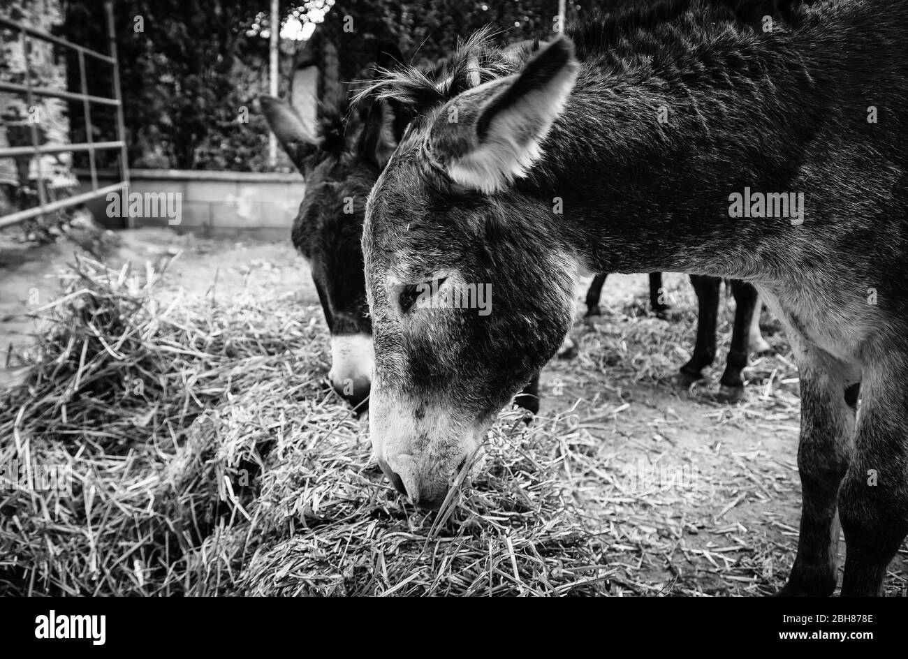 Ânes mangeant dans la nature, détail des animaux de ferme Banque D'Images