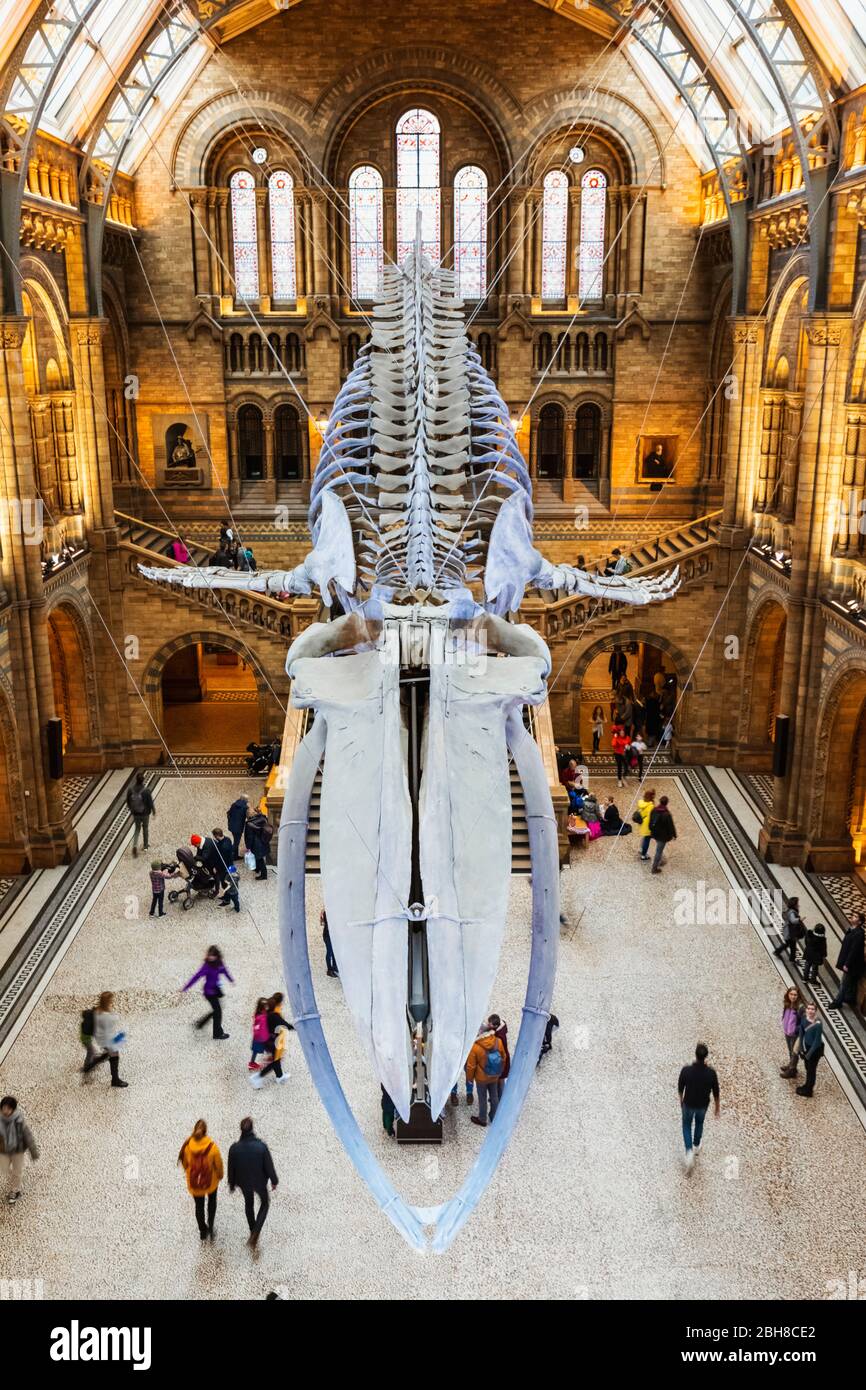 L'Angleterre, Londres, South Kensington, le Musée d'Histoire Naturelle, la pièce de squelette de rorqual bleu dans le hall Hintze Banque D'Images