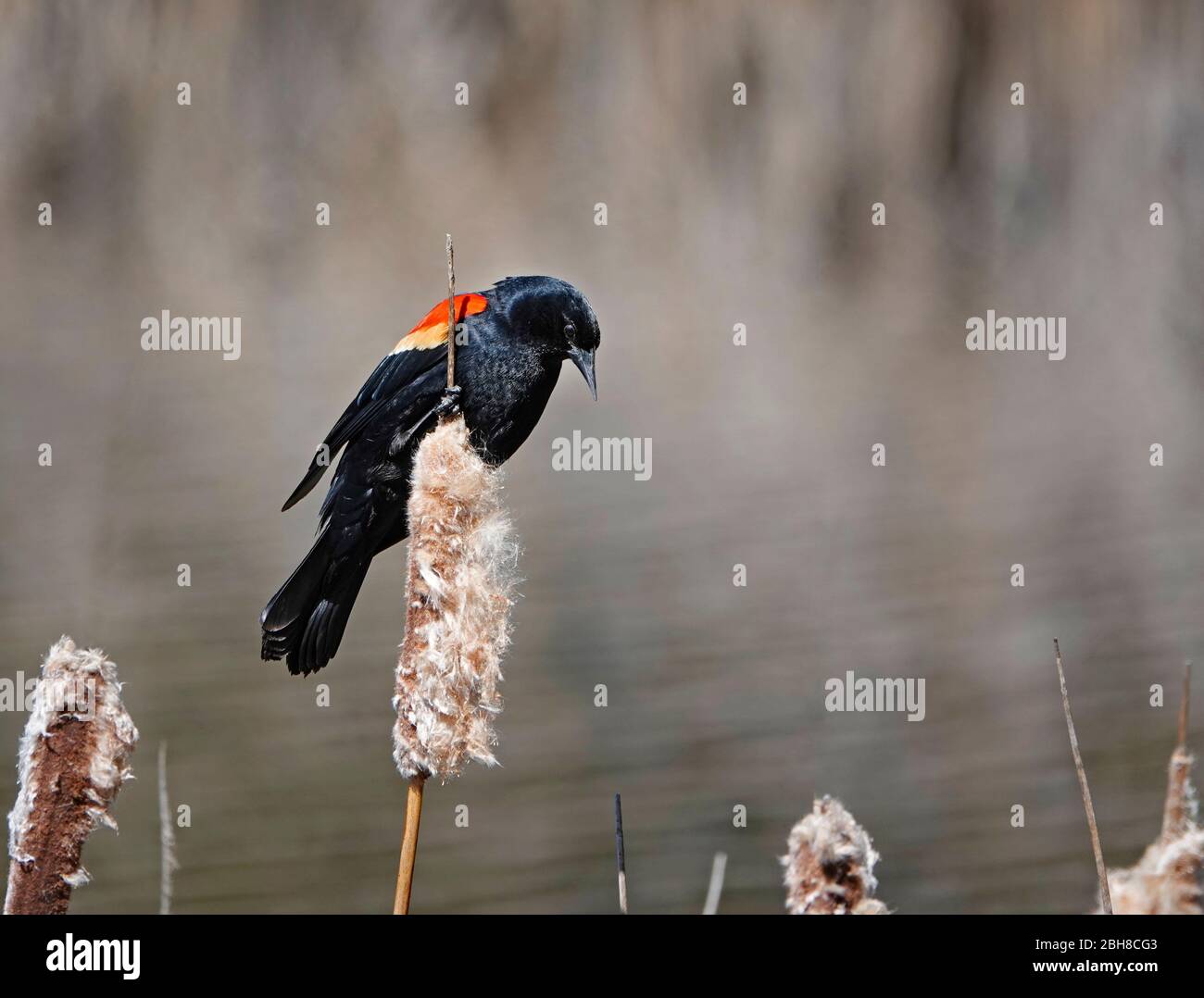 Portrait d'un mâle à aidées de rouge, Agelaius phoenicus, dans des couleurs de reproduction perchées dans un arbre sur la rive d'un petit étang dans le centre de l'Oregon. Banque D'Images