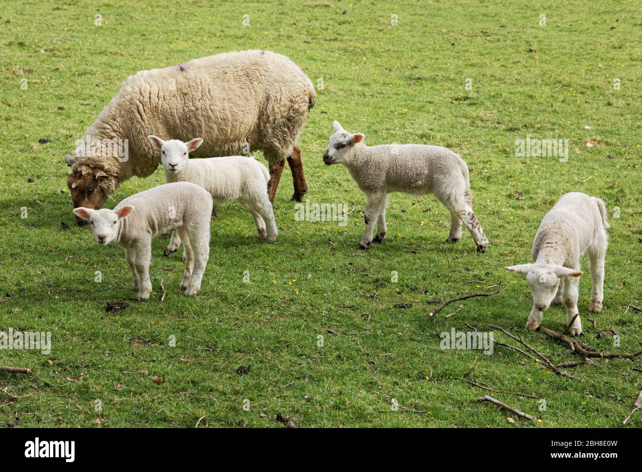 L'Ewe, les Lambs de Triplet et leur Play Mate, Yealand Redmayne, Lancashire Banque D'Images