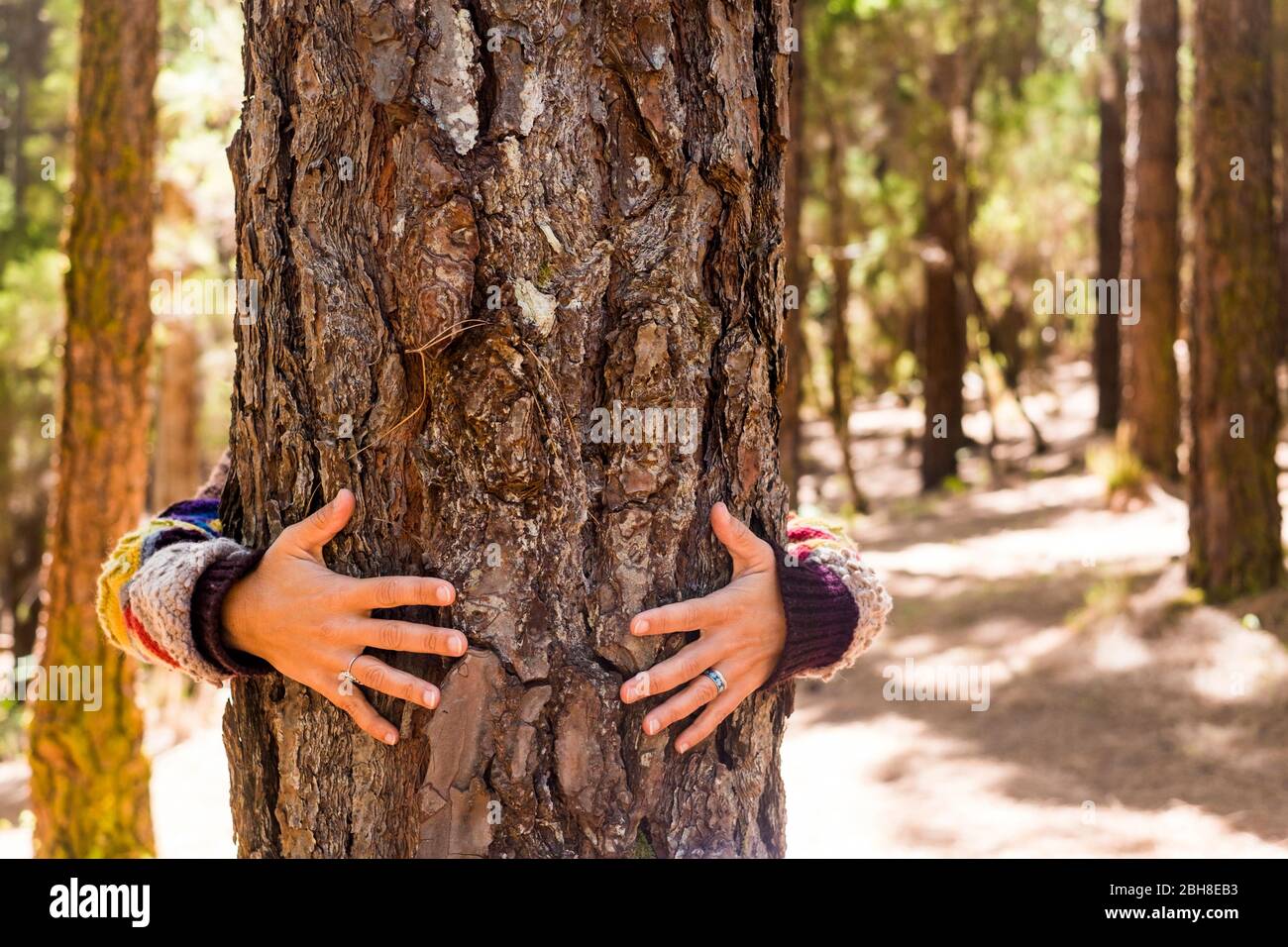 les mains de femme hug un pin dans la forêt pour l'amour et le sentiment de la nature et le concept de soins et de respect - pas de pollution et de plaisir extérieur alternatif style de vie - le bonheur et le contact avec la terre mère Banque D'Images