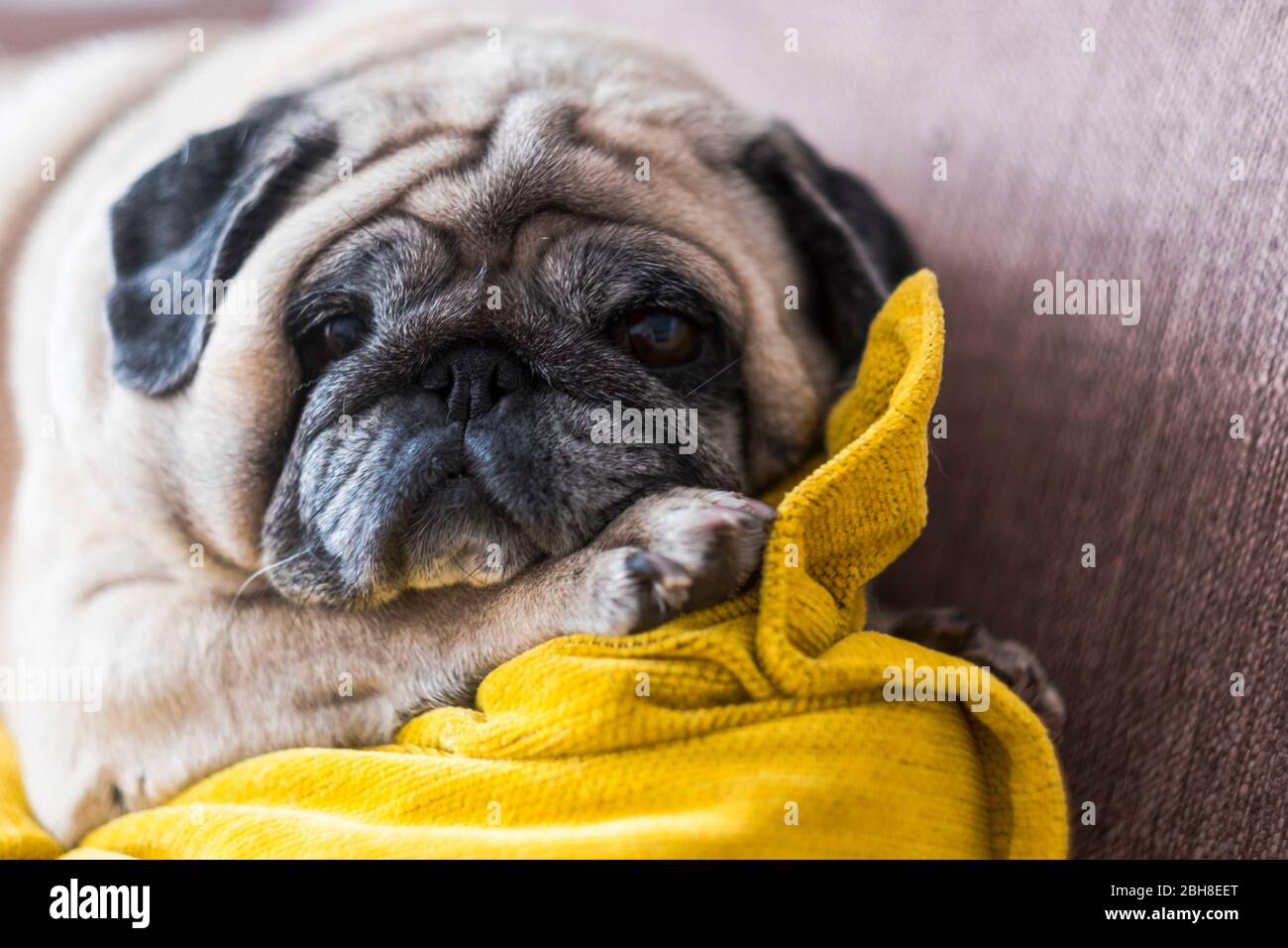 Vieux nice funny pug à à vous de la table - vie affective pour paresseux joli chiot à la maison - chien domestique avec amour sentiment Banque D'Images