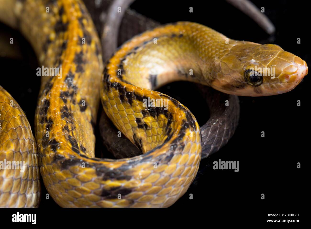 Coelognathus flavolineatus, serpent de rat en cuivre noir ou serpent rayé jaune, isolé sur fond noir Banque D'Images