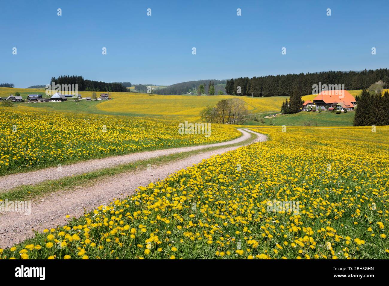 Unterfallengrundhof im Frühjahr, Techentin, Schwarzwald, Baden-Württemberg, Allemagne Banque D'Images