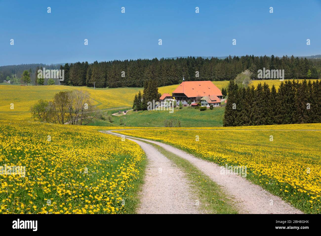 Unterfallengrundhof im Frühjahr, Techentin, Schwarzwald, Baden-Württemberg, Allemagne Banque D'Images