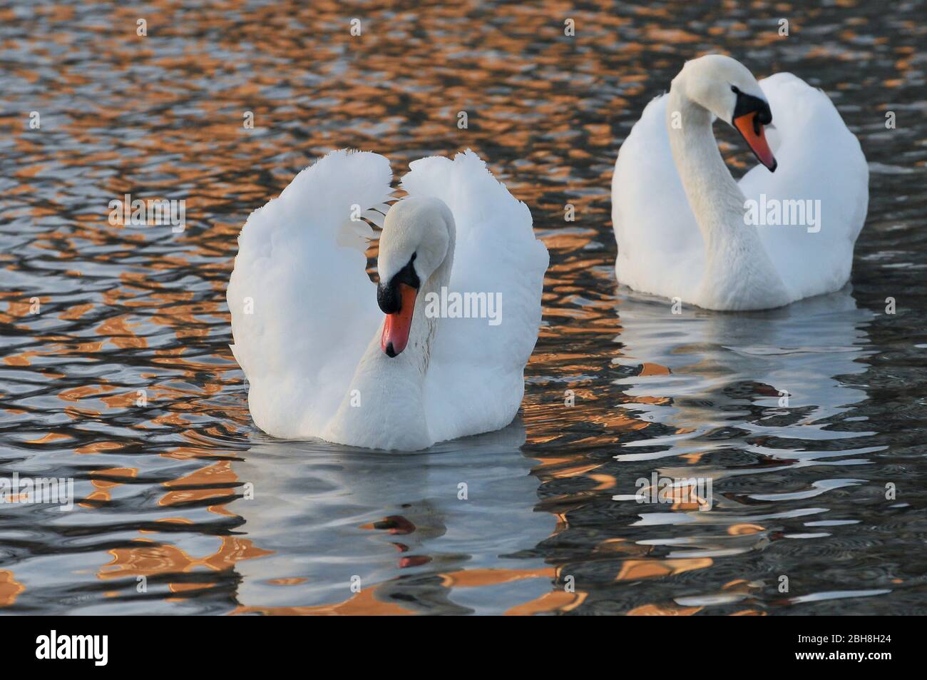 Couper le son des cygnes sur la rivière Isar, Cygnus olor, Munich, Bavière, Allemagne Banque D'Images