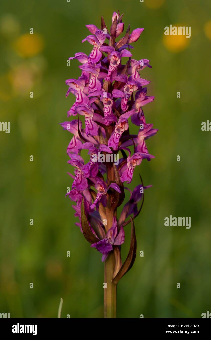 Heath Achid tacheté, Dactylorhiza maculata, inflorescence, Bavière, Allemagne Banque D'Images