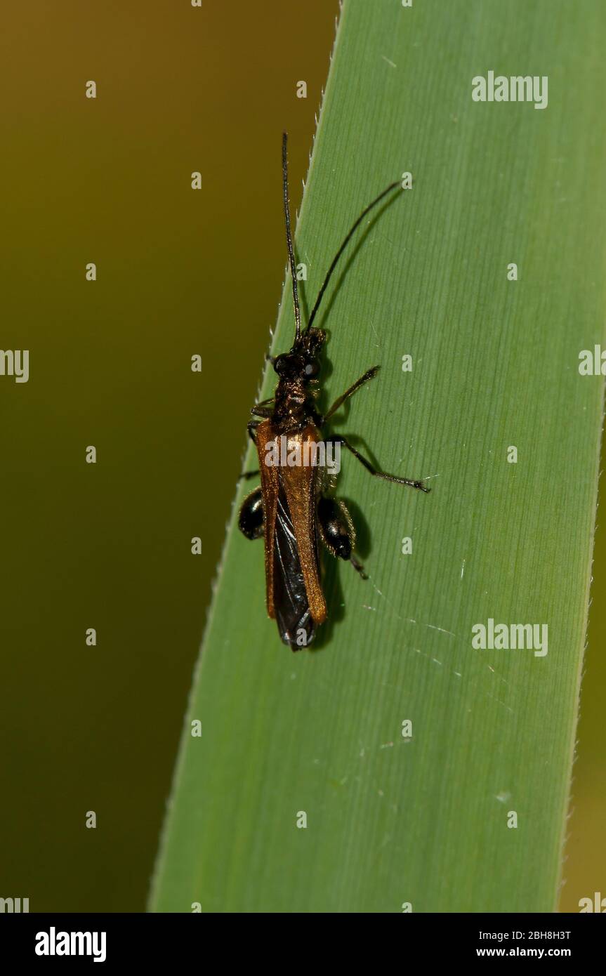 Beetle brun, assis sur la lame d'herbe, Coleoptera, Bavière, Allemagne Banque D'Images