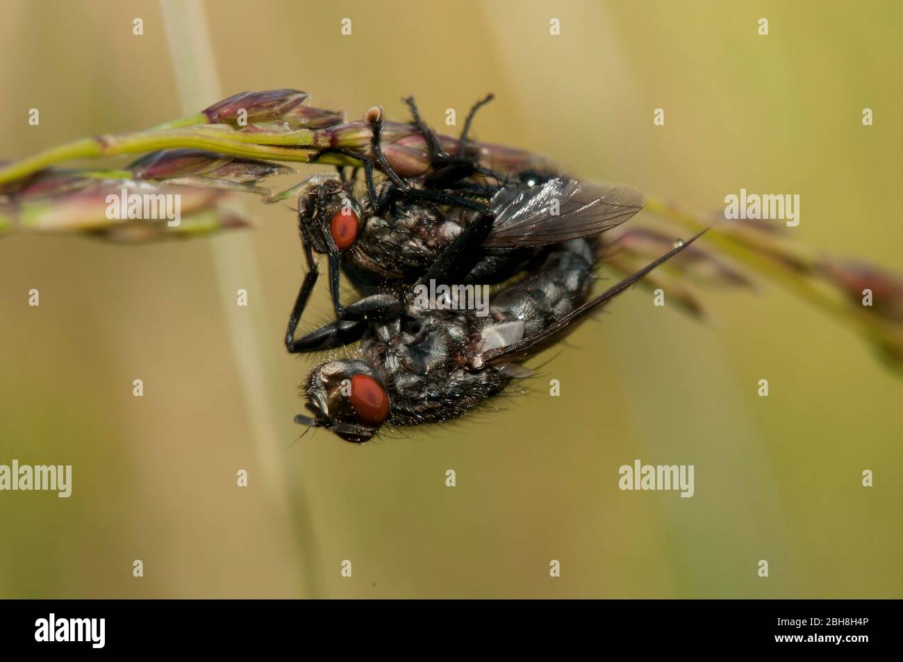 Mouche commune, Sarcophaga carnaria, tout en s'accouptant, sur un gazon malles, Bavière, Allemagne Banque D'Images