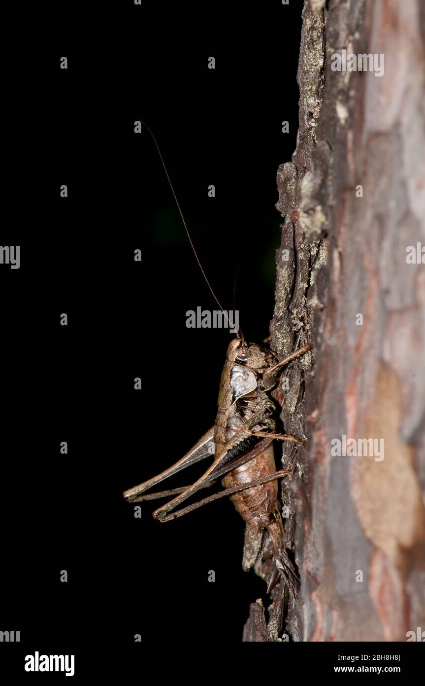 Commun buisson-cricket sombre, Pholidoptera griseoaptera, escalade sur le tronc d'arbre, Bavière, Allemagne Banque D'Images