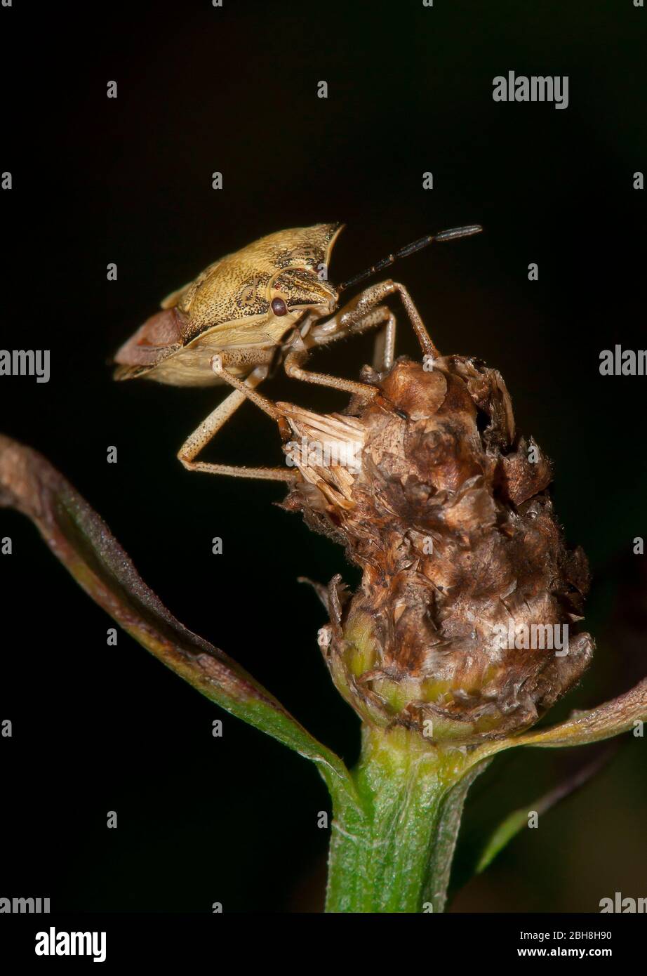 Bug de sloe, Dolycoris baccarum, assis sur un bourdonnement sec, Bavière, Allemagne Banque D'Images