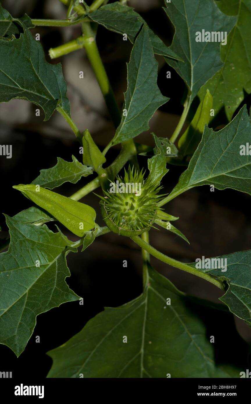 Commun Datura, Datura stramonium, fruit, Bavière, Allemagne Banque D'Images