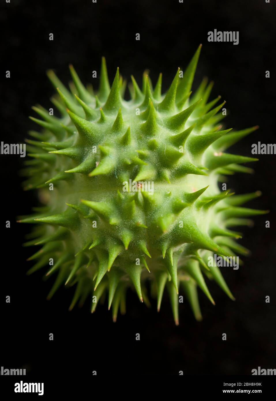 Commun Datura, Datura stramonium, fruit, Bavière, Allemagne Banque D'Images