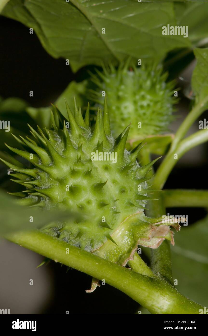 Commun Datura, Datura stramonium, fruit, Bavière, Allemagne Banque D'Images
