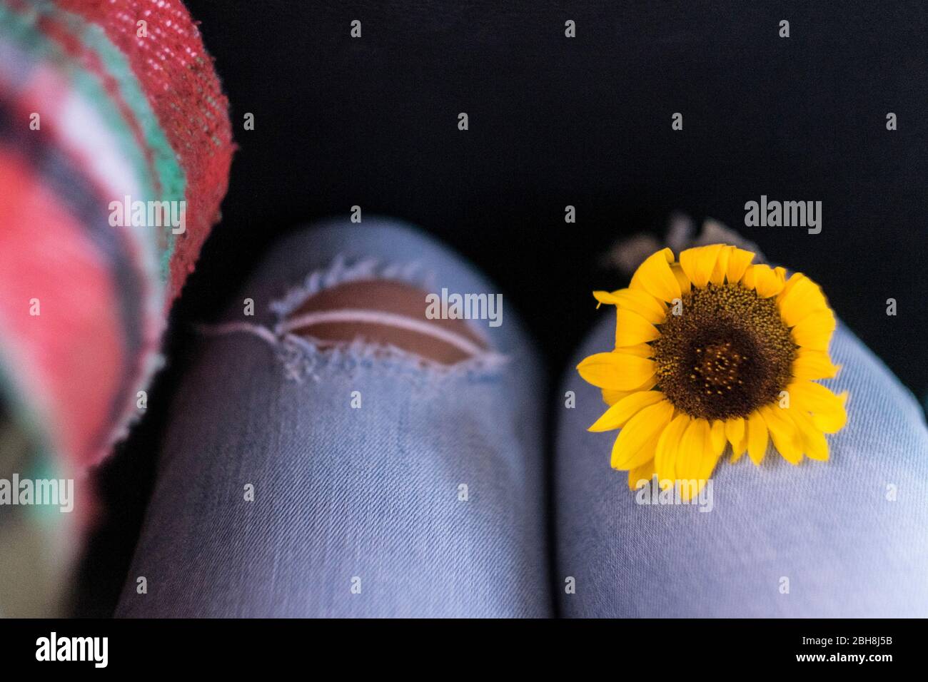 De gros plan femme jaune tournesol sur jambes sur jean décontracté -  liberté et respect environnement concept pour les gens de vie moderne Photo  Stock - Alamy