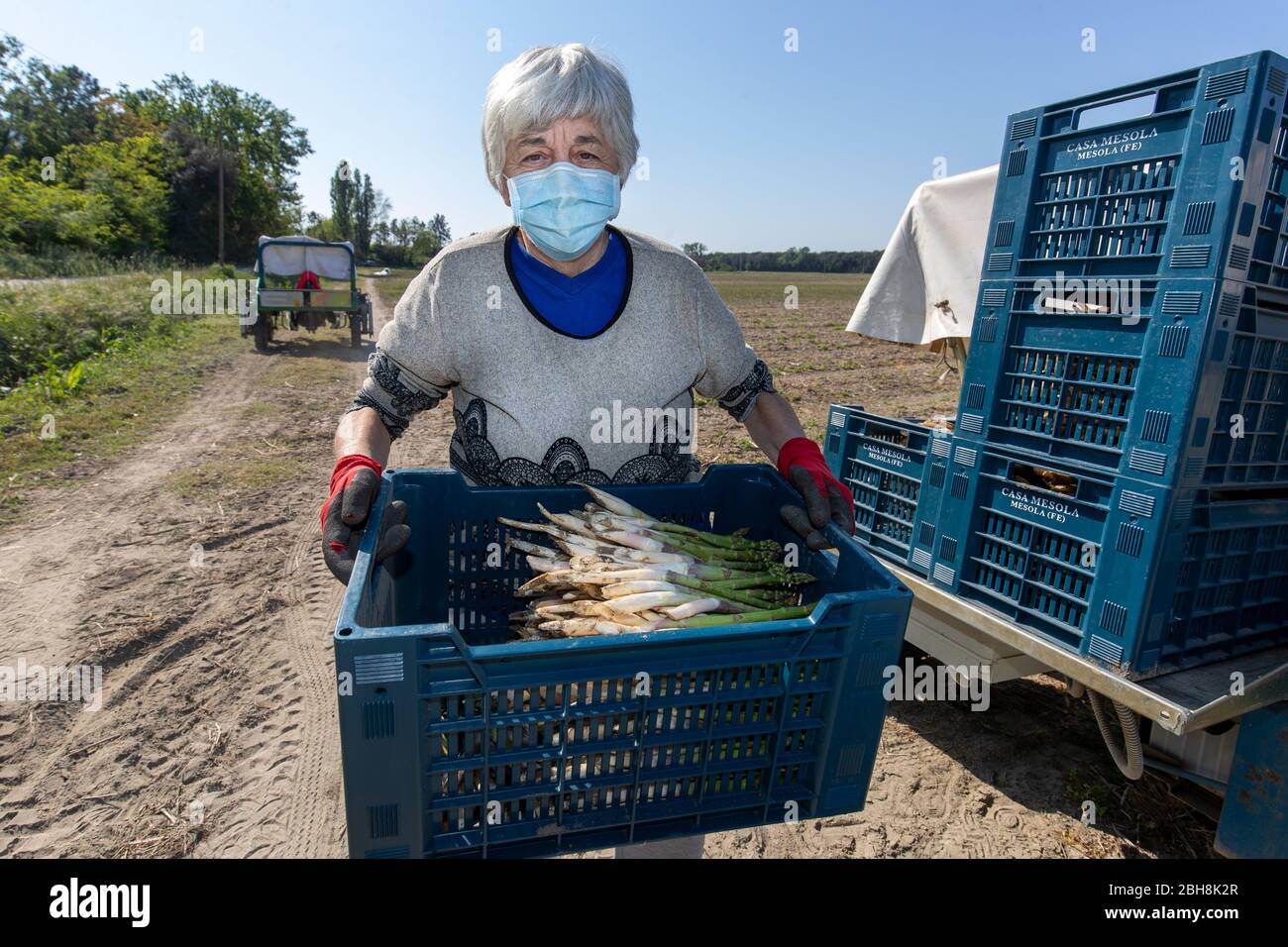 Bosco Mesola, Italie. 23 avril 2020. Les agriculteurs s'évertuent à ramasser des asperges dans le delta de la rivière po, portant des masques hygiéniques et des gants en raison de l'urgence du coronavirus à Bosco Mesola, en Italie. Crédit: Filippo Rubin / Alay Live News Banque D'Images