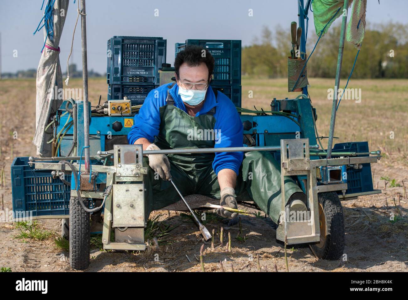 Bosco Mesola, Italie. 23 avril 2020. Les agriculteurs s'évertuent à ramasser des asperges dans le delta de la rivière po, portant des masques hygiéniques et des gants en raison de l'urgence du coronavirus à Bosco Mesola, en Italie. Crédit: Filippo Rubin / Alay Live News Banque D'Images