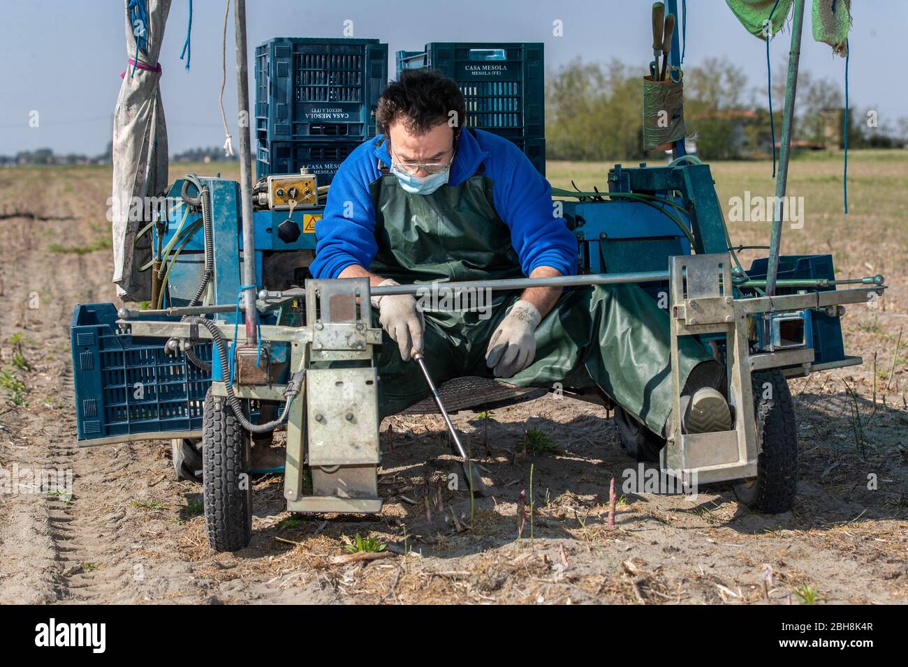 Bosco Mesola, Italie. 23 avril 2020. Les agriculteurs s'évertuent à ramasser des asperges dans le delta de la rivière po, portant des masques hygiéniques et des gants en raison de l'urgence du coronavirus à Bosco Mesola, en Italie. Crédit: Filippo Rubin / Alay Live News Banque D'Images