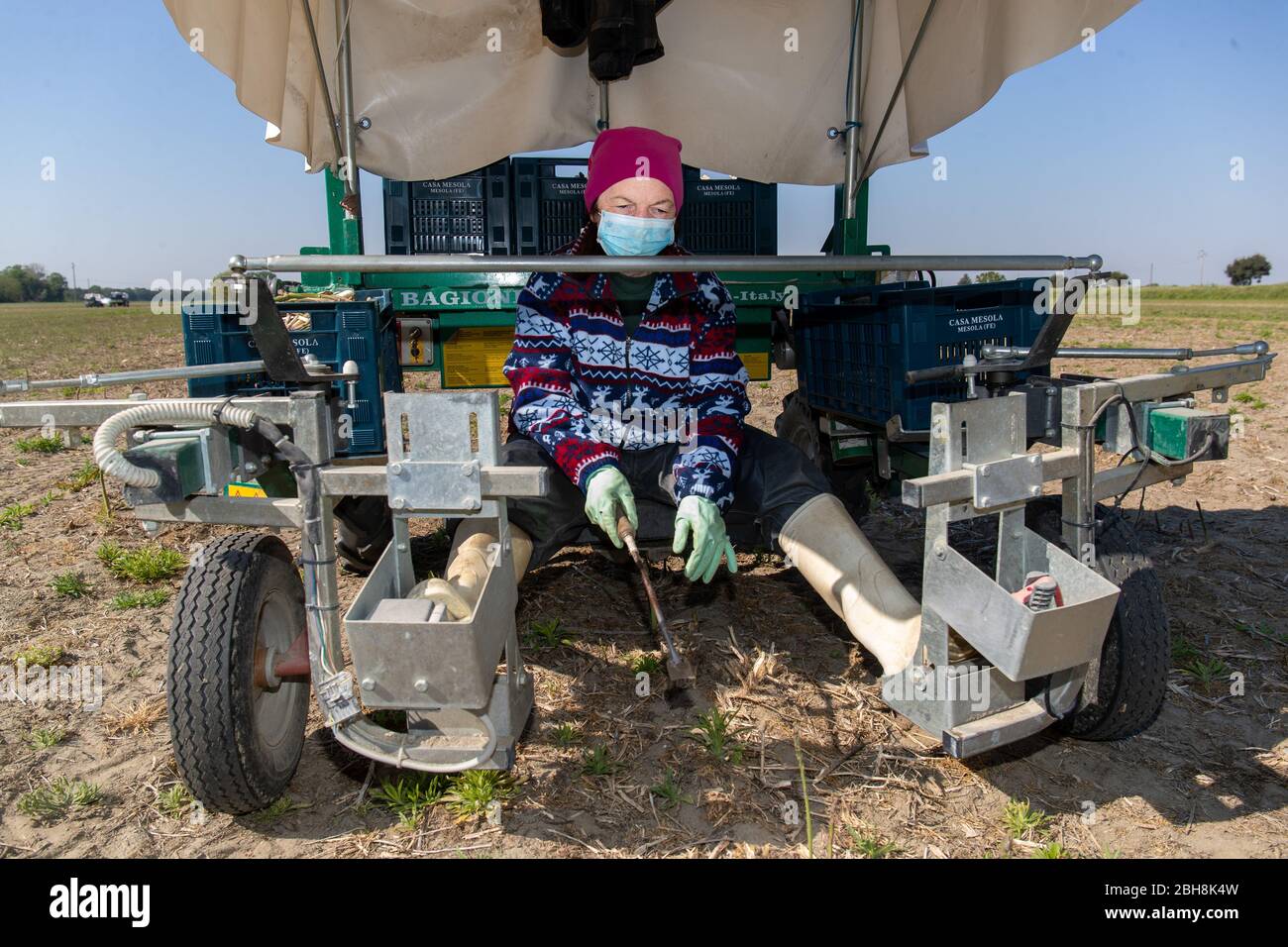 Bosco Mesola, Italie. 23 avril 2020. Les agriculteurs s'évertuent à ramasser des asperges dans le delta de la rivière po, portant des masques hygiéniques et des gants en raison de l'urgence du coronavirus à Bosco Mesola, en Italie. Crédit: Filippo Rubin / Alay Live News Banque D'Images