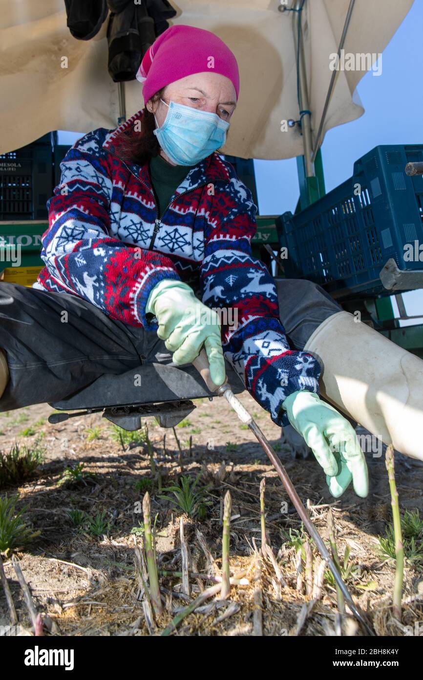 Bosco Mesola, Italie. 23 avril 2020. Les agriculteurs s'évertuent à ramasser des asperges dans le delta de la rivière po, portant des masques hygiéniques et des gants en raison de l'urgence du coronavirus à Bosco Mesola, en Italie. Crédit: Filippo Rubin / Alay Live News Banque D'Images