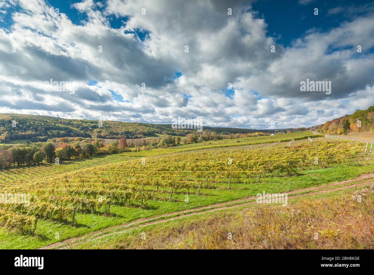 Le Canada, la Nouvelle-Écosse, Annapolis Valley, Wolfville, un vignoble local Banque D'Images