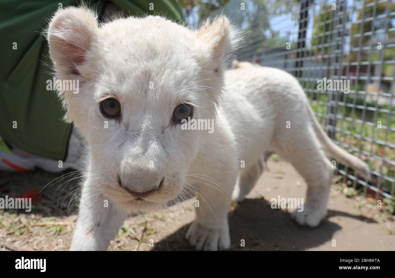 Bebes Lion Blanc Banque D Image Et Photos Alamy