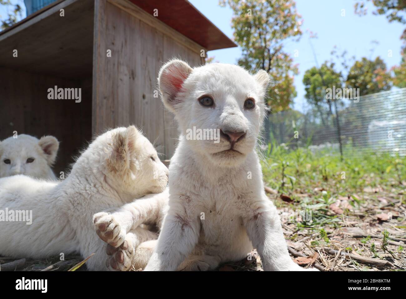 Bebes Lion Blanc Banque D Image Et Photos Alamy Bebes Lion Blanc Banque D Image Et Photos Alamy