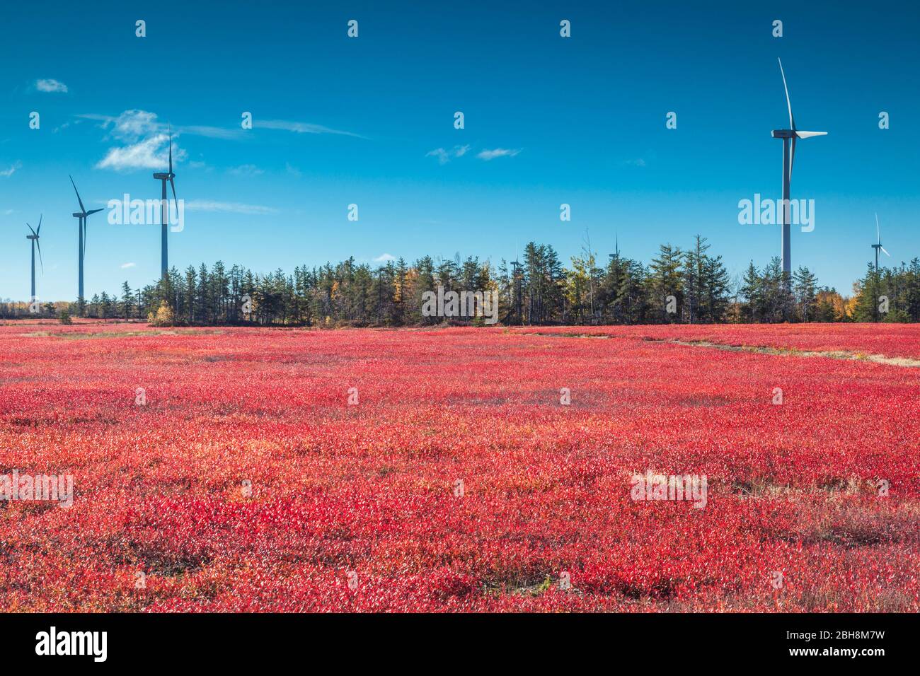 Canada, Nouveau-Brunswick, de la Péninsule acadienne, peu de Shippagan, éoliennes et champ de canneberges à l'automne Banque D'Images