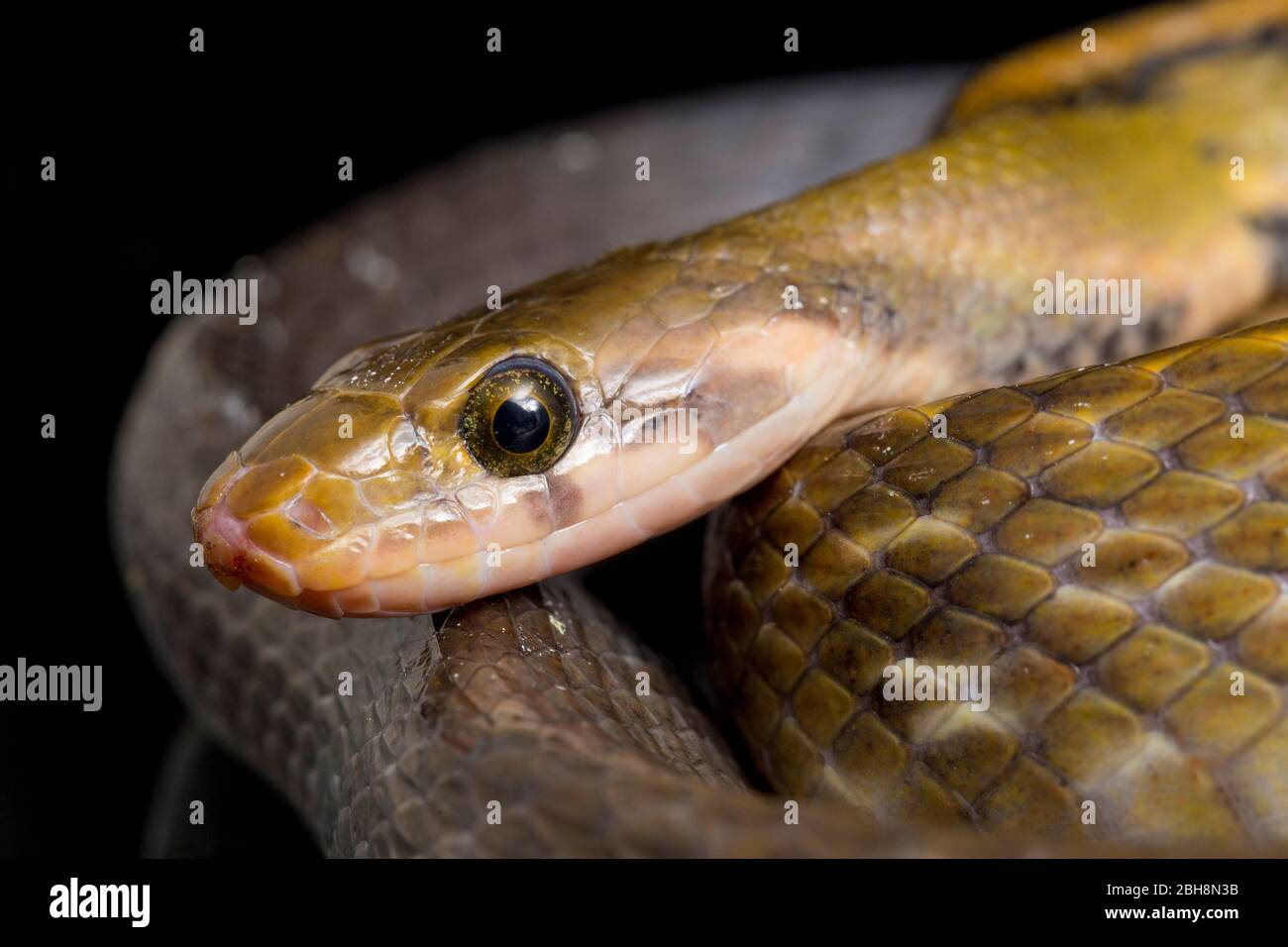 Coelognathus flavolineatus, serpent de rat en cuivre noir ou serpent rayé jaune, isolé sur fond noir Banque D'Images