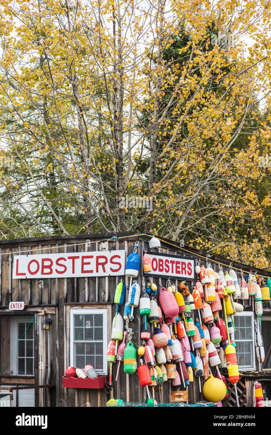 USA (Maine), Mt. Île déserte, Eden, homard traditionnel shack restaurant de fruits de mer, automne Banque D'Images