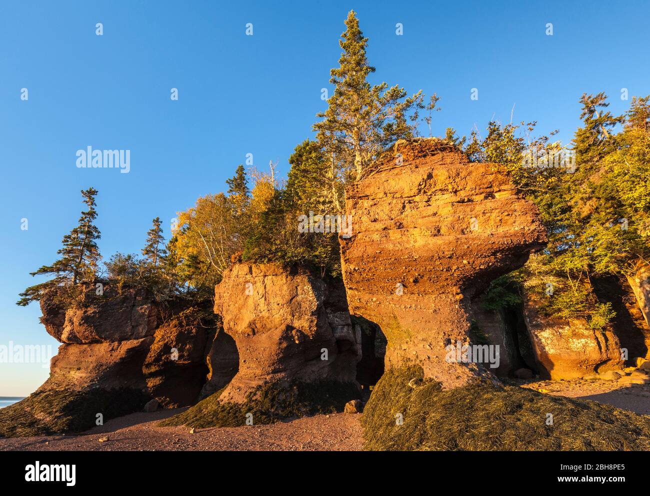 Le Canada, le Nouveau-Brunswick, la baie de Fundy, Hopewell Rocks, rochers en forme formée par la grande marée de la baie de Fundy, l'aube Banque D'Images Le Canada, le Nouveau-Brunswick, la baie de Fundy, Hopewell Rocks, rochers en forme formée par la grande marée de la baie de Fundy, l'aube Banque D'Images