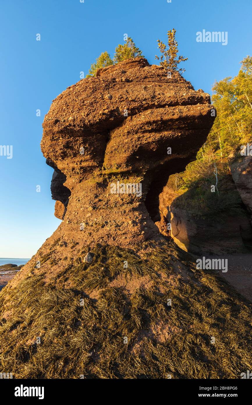 Le Canada, le Nouveau-Brunswick, la baie de Fundy, Hopewell Rocks, rochers en forme formée par la grande marée de la baie de Fundy, l'aube Banque D'Images Le Canada, le Nouveau-Brunswick, la baie de Fundy, Hopewell Rocks, rochers en forme formée par la grande marée de la baie de Fundy, l'aube Banque D'Images