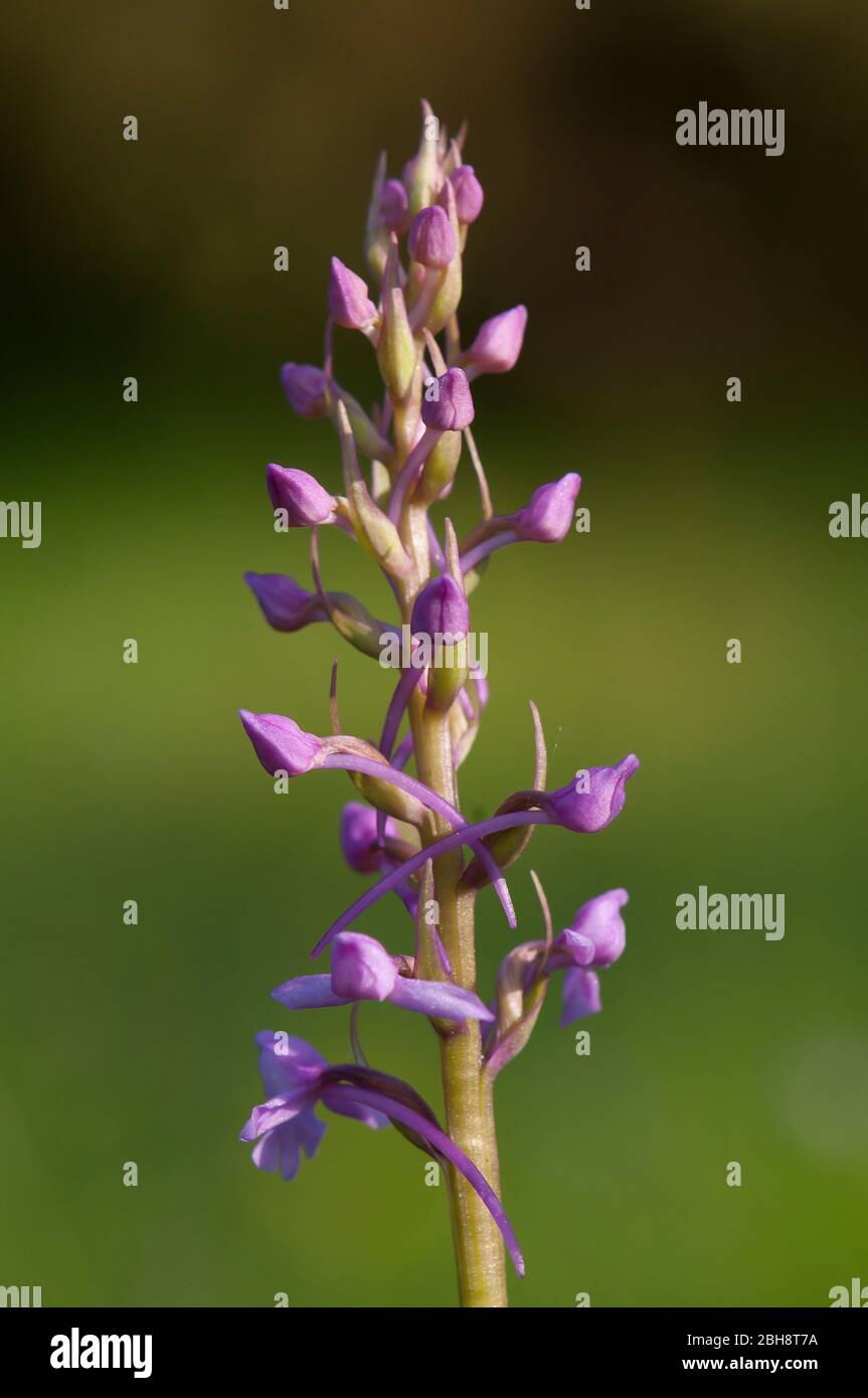 Orchis, bourgeons, sur la panicule, (Orchis anatolica), Bavière, Allemagne Banque D'Images