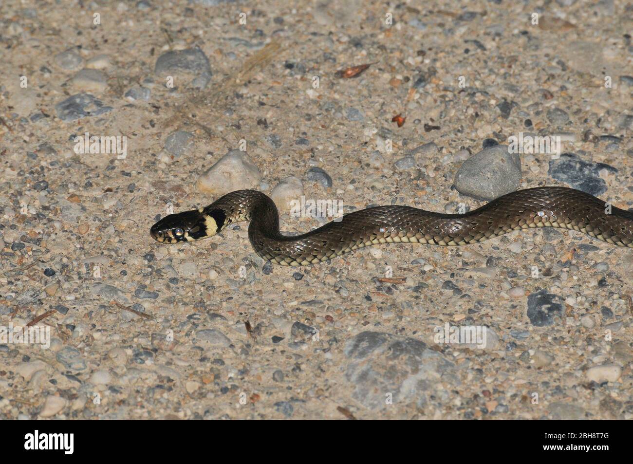 Serpents à serpents herbacés sur le chemin des graineux, Natarix naturix, Bavière, Allemagne Banque D'Images