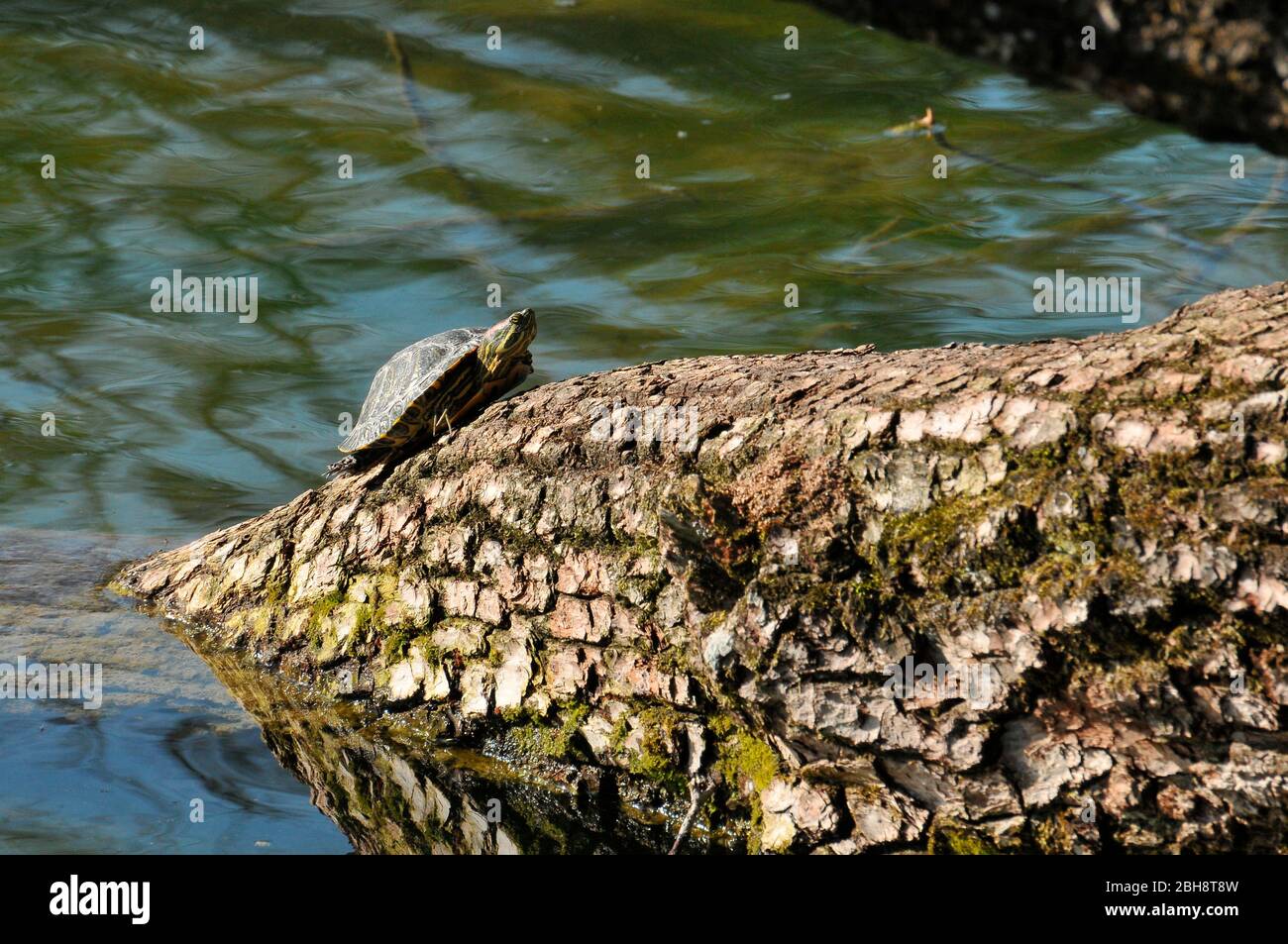 Tortue glisseuse à l'air rouge qui bronzer sur un tronc d'arbre, Trachemys scripta elegans, Bavière, Allemagne Banque D'Images