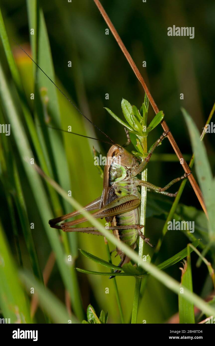 Le cricket de Roesel, Metrioptera roeselii, femme, assis sur des lames d'herbe, Bavière, Allemagne Banque D'Images