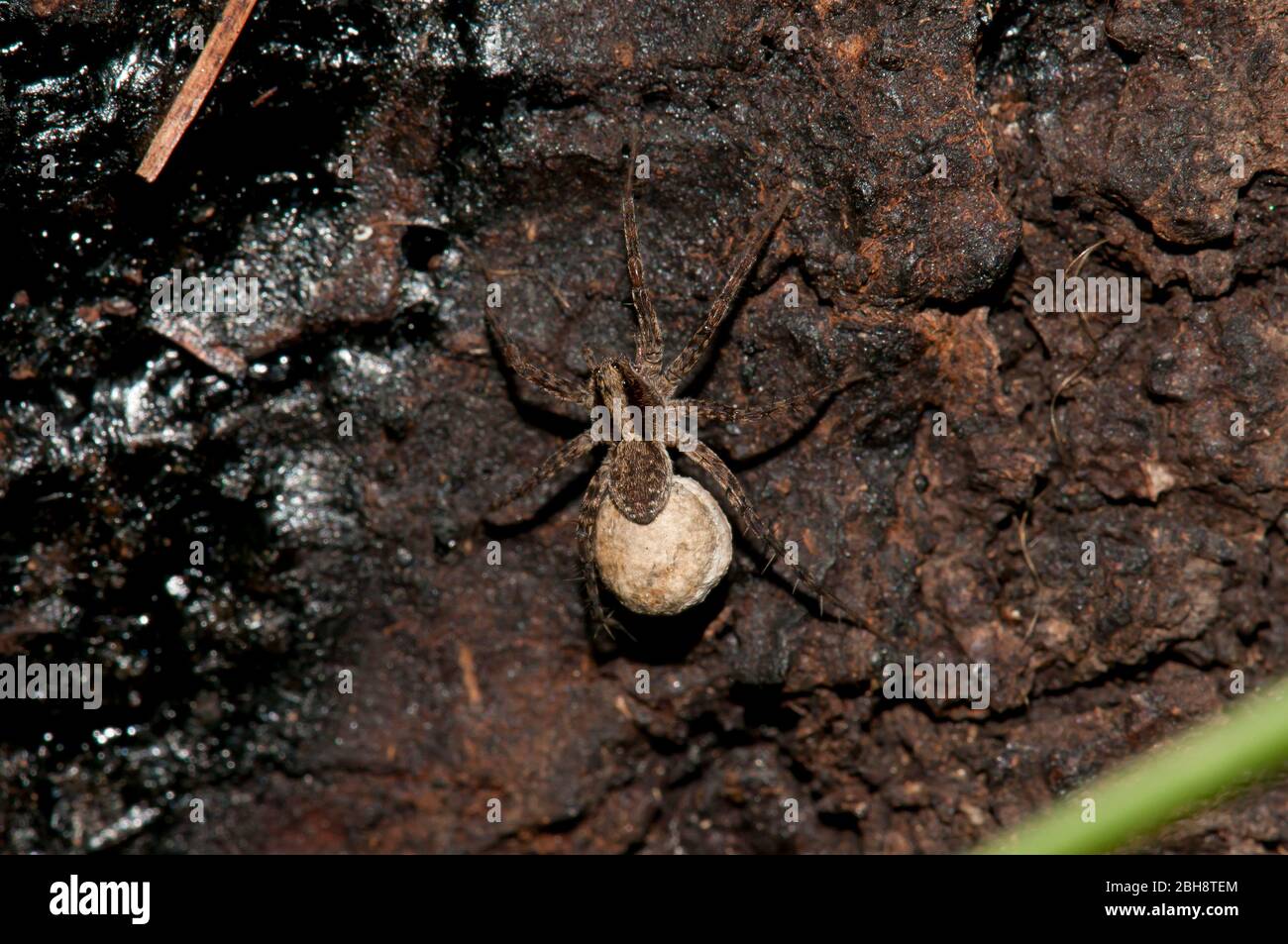 Araignée de loup brûlé, Xerolycosa nemoralis, avec cocon d'oeuf, sur bois, terrain forestier, Bavière, Allemagne Banque D'Images