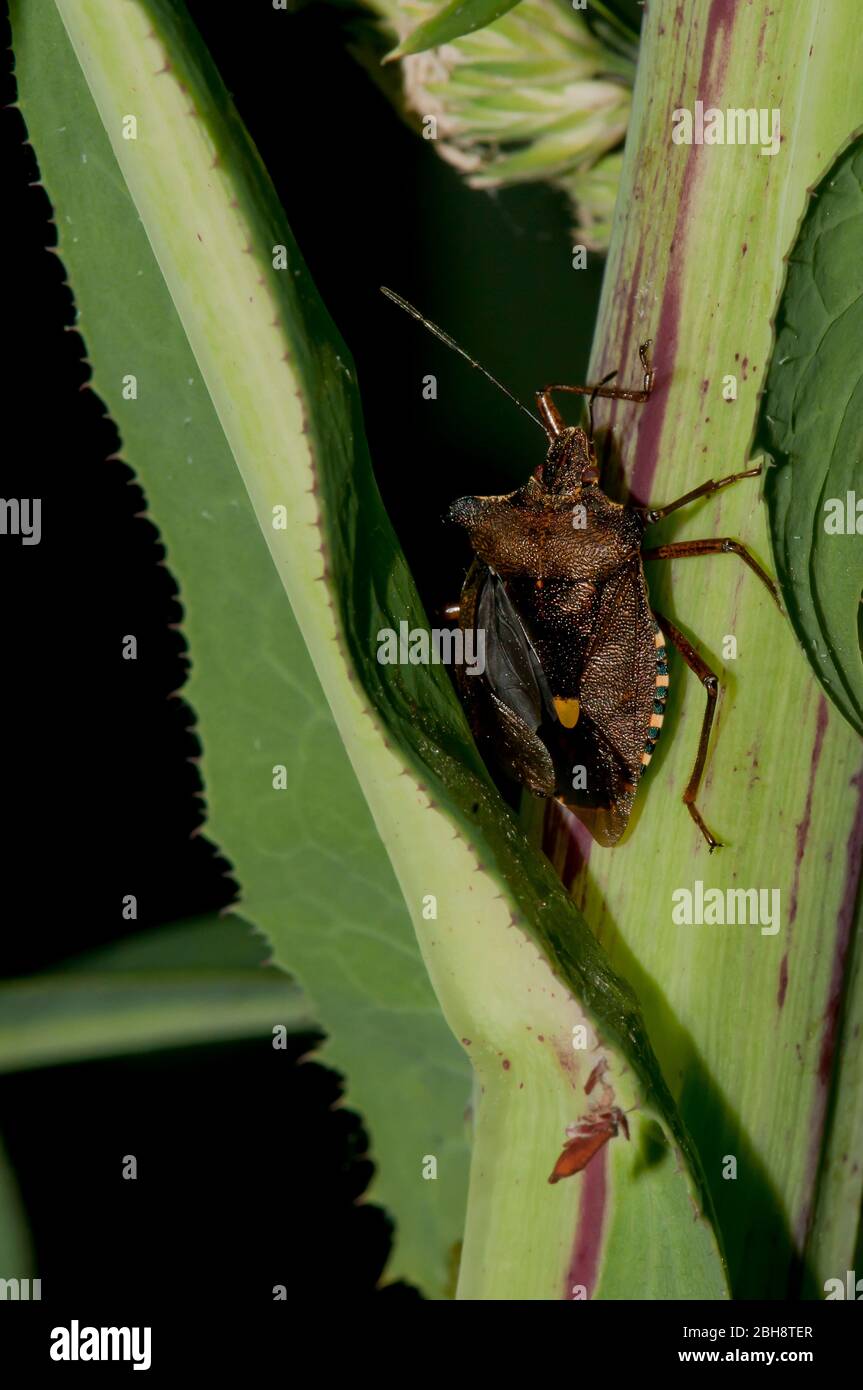 Bug forestier à pattes rouges, Pentatome rufipes, sur la plante piqueuse, Bavière, Allemagne Banque D'Images
