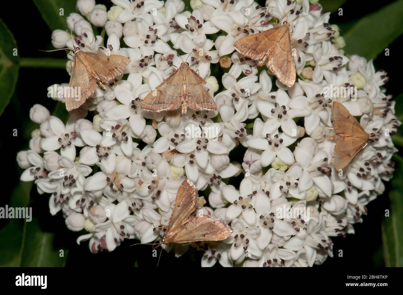 Plusieurs petites papillons pyralidés, Pyralidae, assis sur des fleurs blanches, sucer le nectar, Bavière, Allemagne Banque D'Images