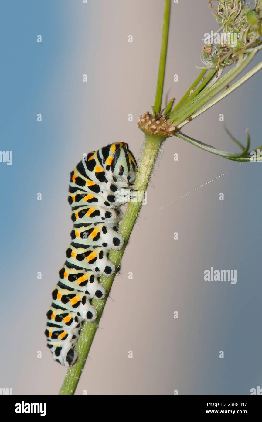 Caterpillar de l'ancien monde, Papilio machaon, sur la fleur umbel, Bavière, Allemagne Banque D'Images Caterpillar de l'ancien monde, Papilio machaon, sur la fleur umbel, Bavière, Allemagne Banque D'Images