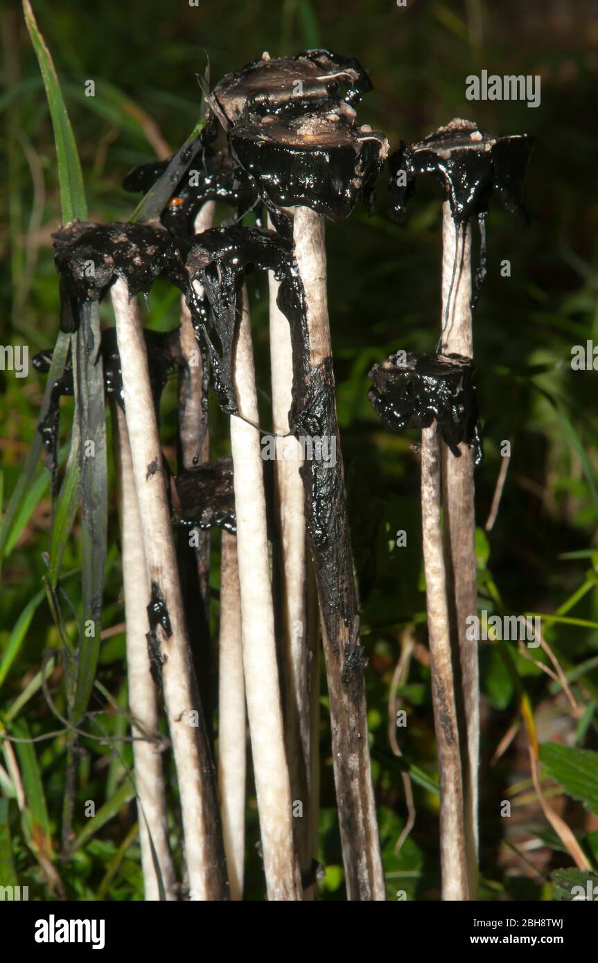 shaggy Ink CAP, Coprinus comatus, dans un groupe, croissant sur le terrain forestier, Bavière, Allemagne Banque D'Images