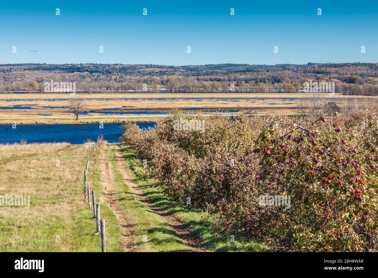 Canada, Nouveau-Brunswick, Saint John River Valley, Queenstown, exploitation de pommes, l'automne Banque D'Images
