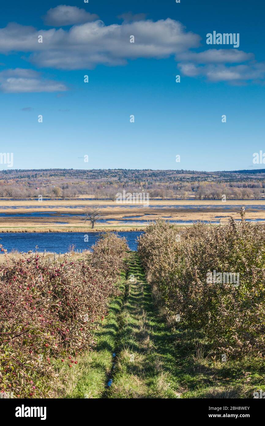 Canada, Nouveau-Brunswick, Saint John River Valley, Queenstown, exploitation de pommes, l'automne Banque D'Images